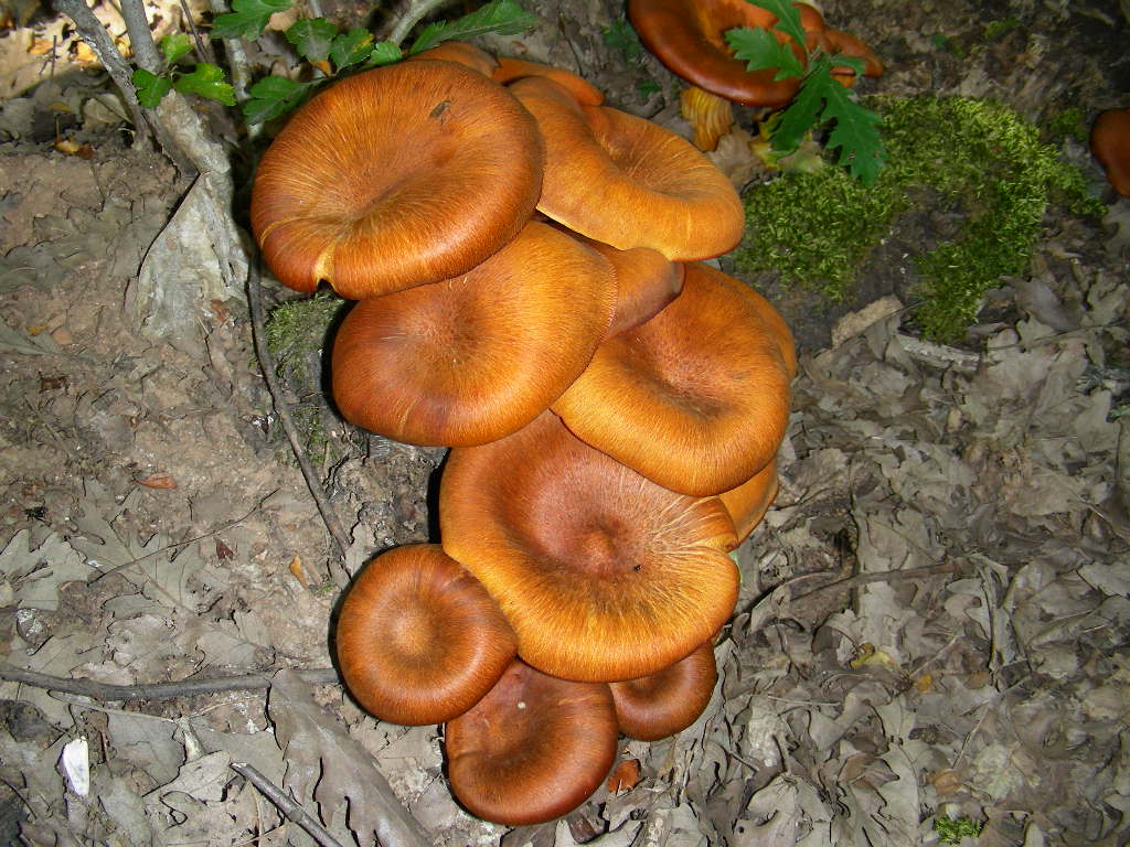 Variabilit di Omphalotus olearius